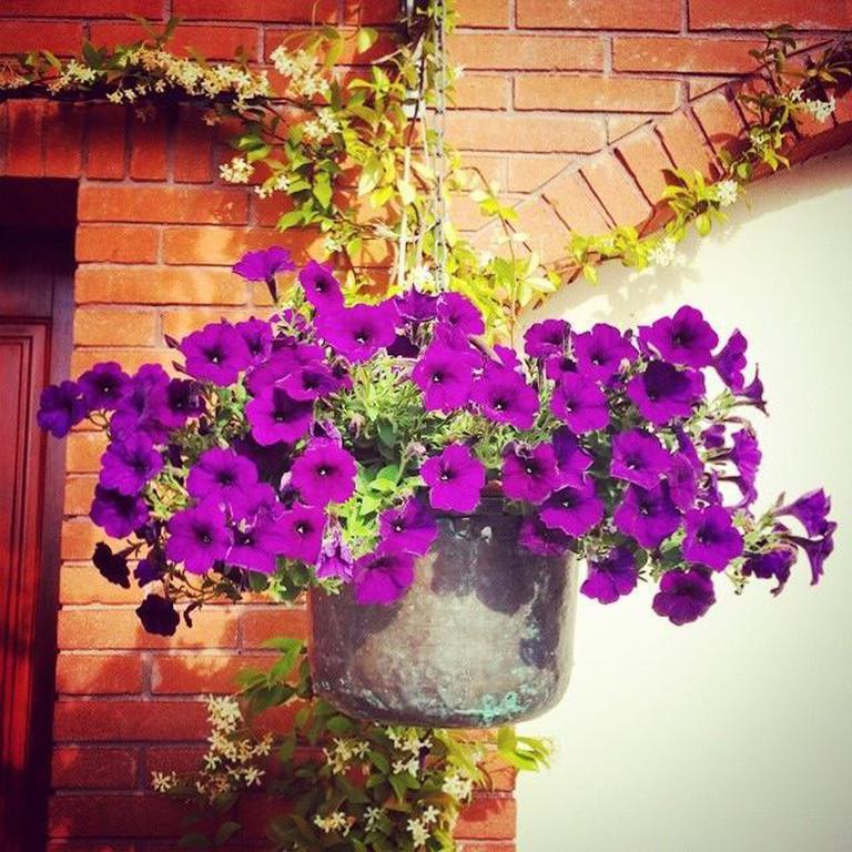 B&B Casa Betulla Pisa Cameră foto